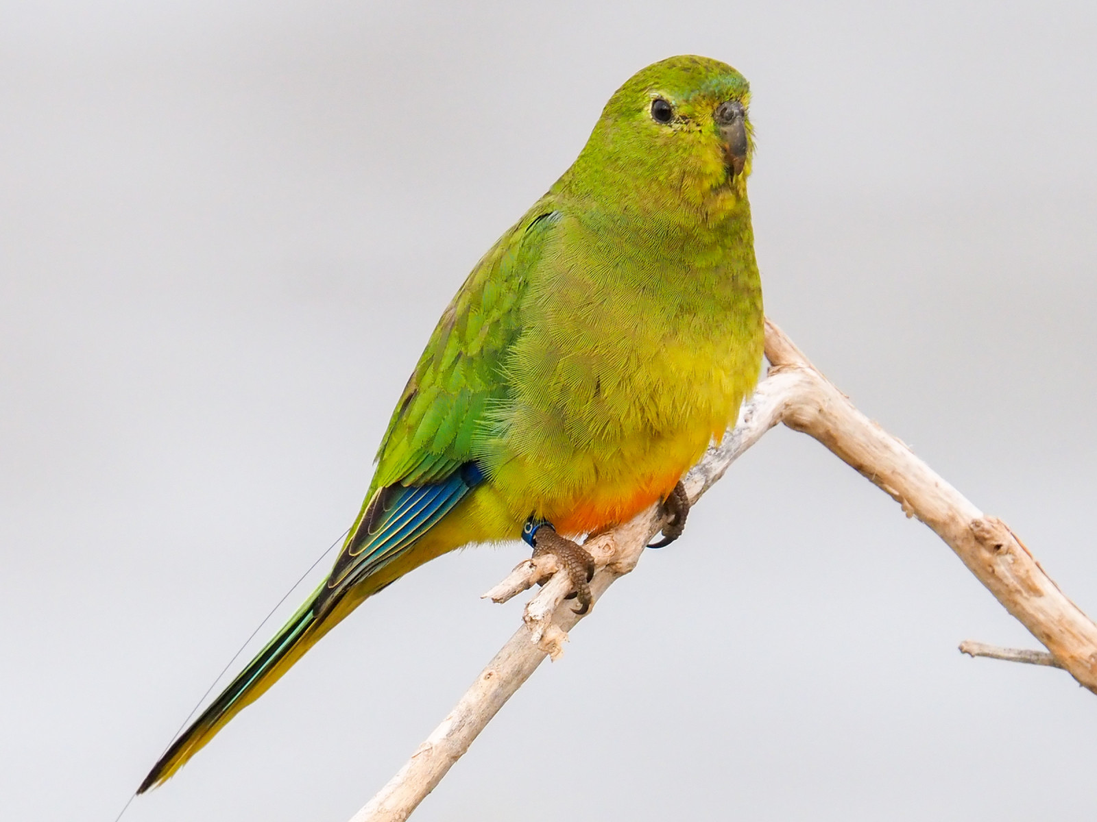 image Orange-bellied Parrot